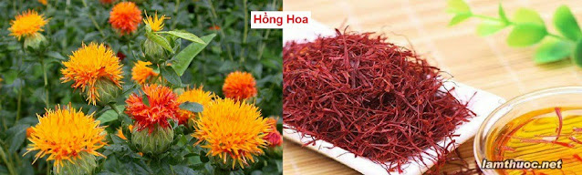 SỔ TAY CÂY THUỐC VÀ VỊ THUỐC ĐÔNG Y - HỒNG HOA