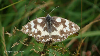 Melanargia galathea female DSC164085