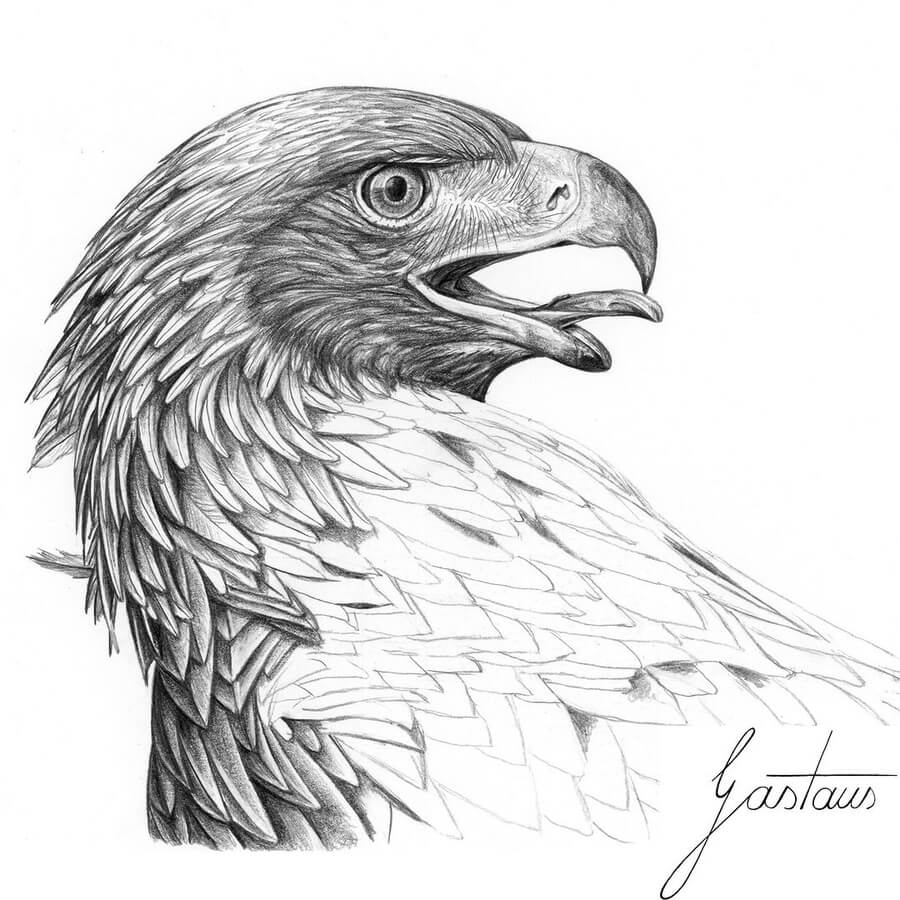 06-An-eagle-WIP-Pencil-Drawings-Gastaus-www-designstack-co