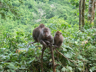 monyet hutan
