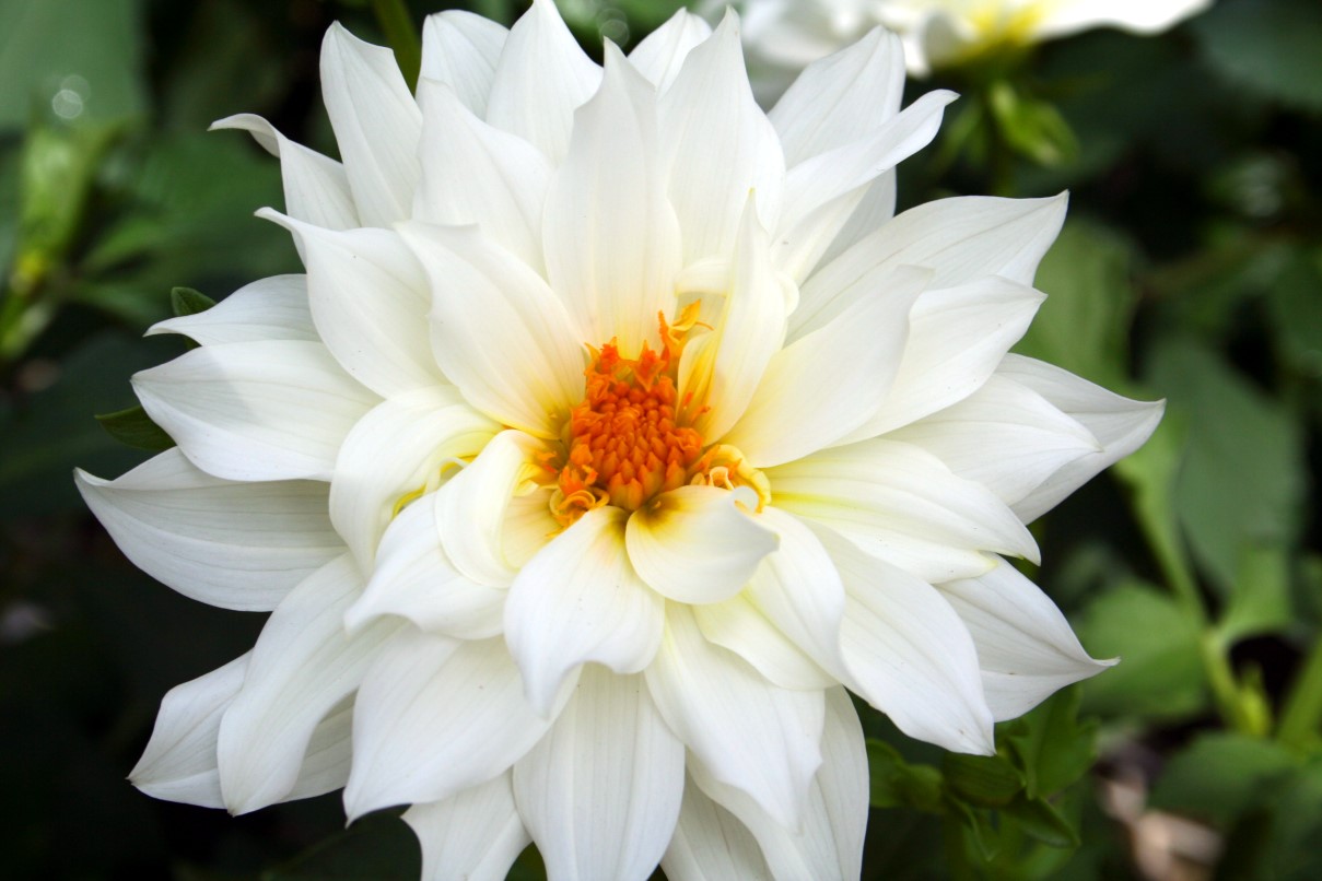 name 20 types of flowers Beautiful White Flower Names | 1209 x 806