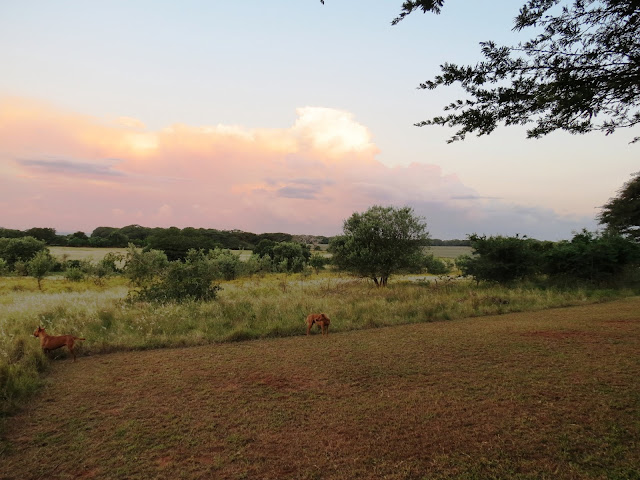 The Hluhluwe iMfolozi Game Park was established in 1895, and along with the St Lucia Reserve, is the oldest formally proclaimed conservation area in Africa. Conservation in the area had been practiced prior to the formal proclamation of the area, as the iMfolozi section was previously the exclusive hunting preserve of the Zulu kings, and consequently well protected. The game pits in which the animals were trapped can still be seen today in the south of the park.