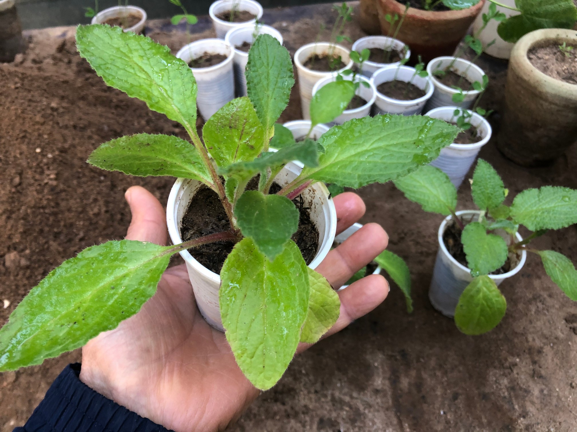 start borage seeds indoors and with simple steps you will have your seedlings ready to fill your garden with beautiful and attractive flowers