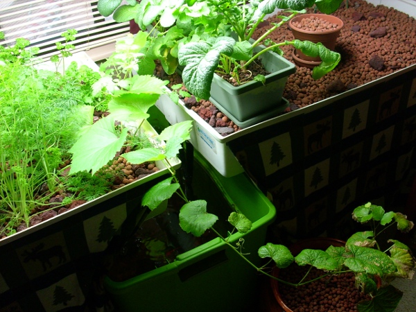 Can Aquaponics Feed The World?