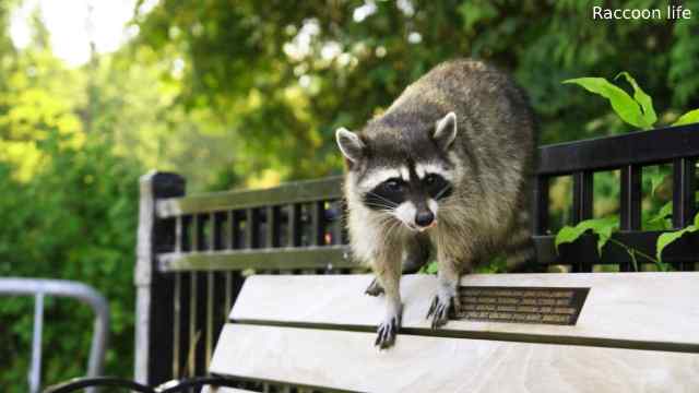 raccoon