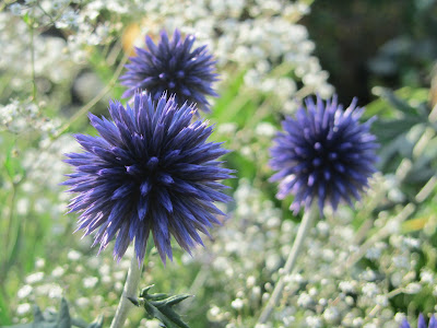  blå bolltisteln - Echinops bannaticus inspiration