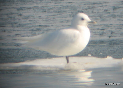 Ivory Gull perching on ice