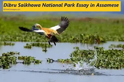 Dibru Saikhowa National Park Essay in Assamese