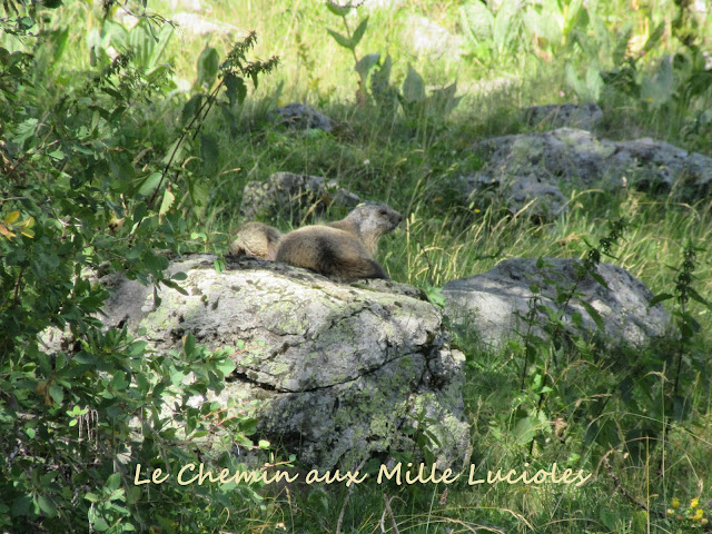 Le hameau de Castérino en Haute Roya - marmottes