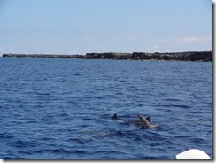 ハワイ島でイルカと泳ぐドルフィンスイム