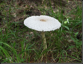 mushrooms at the South Branch Trail Camp 092009