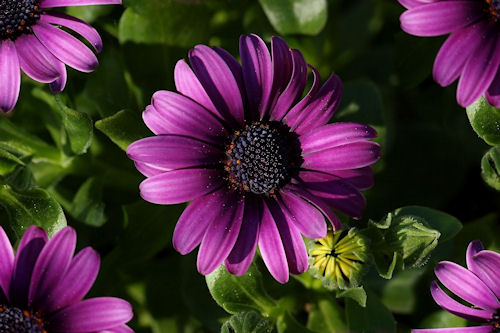 Flores de primavera color púrpura - Purple Spring Flowers