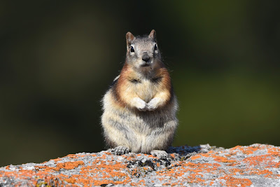 Golden-mantled Ground Squirrel Trans Canada Trail.