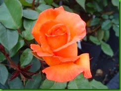 Rosa Doris Tysterman