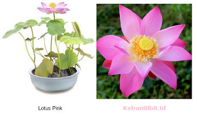 lotus_pink