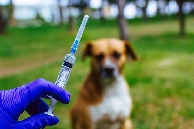 Prefeitura realiza vacinação antirrábica em Taubaté