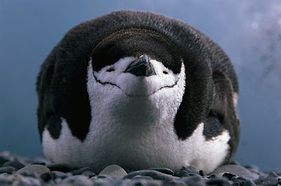 Chinstrap Penguin Photo