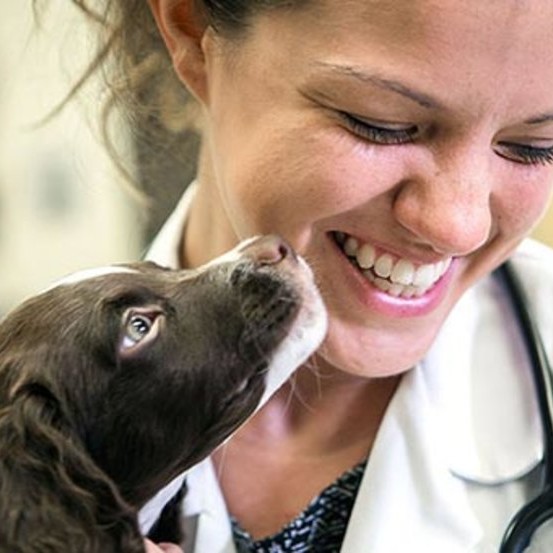 Dog Health Care for Pet Owners