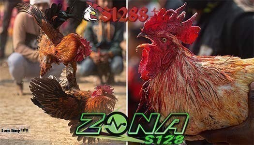 SV388 SITUS JUDI SABUNG AYAM ONLINE TERPERCAYA