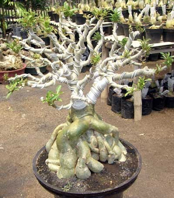 foto bonsai yang unik dan aneh ~ Terbaca.com - Gambar F