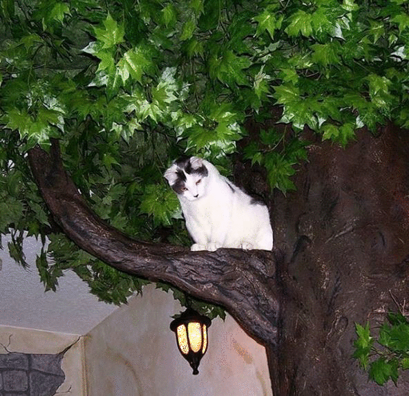 Unique Cat Trees
