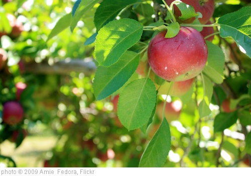 'Apple Picking' photo (c) 2009, Amie  Fedora - license: http://creativecommons.org/licenses/by-nd/2.0/