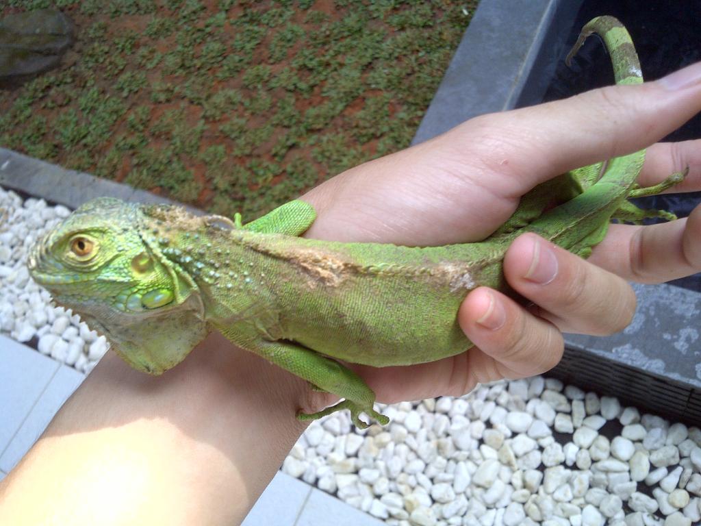 iguana peliharaan