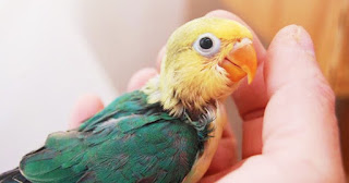 Settingan Lovebird Balibu / Baby agar Rajin dan Gacor di Lomba dan di Rumah