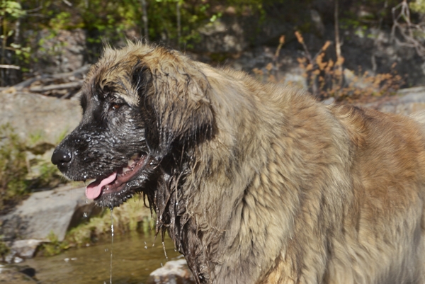 leonberger