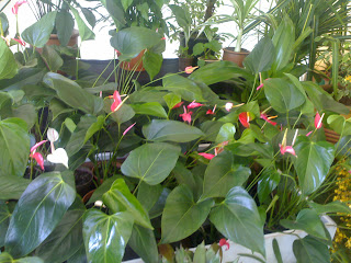 anthurium flowers