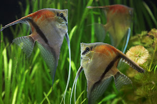 Angelfish