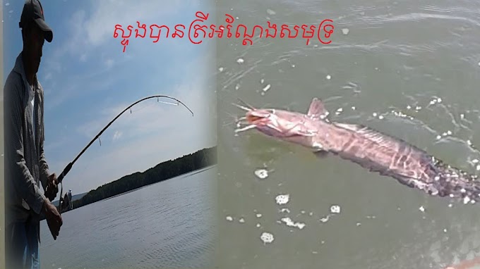 How to find fish KH របៀបរកត្រីតាមដៃសមុទ្រខ្មែរ Catch,Crab, Eel, WaterSna...