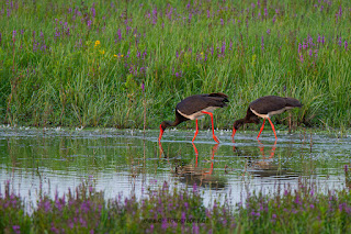 Wildlifefotografie Lippeaue Schwarzstorch