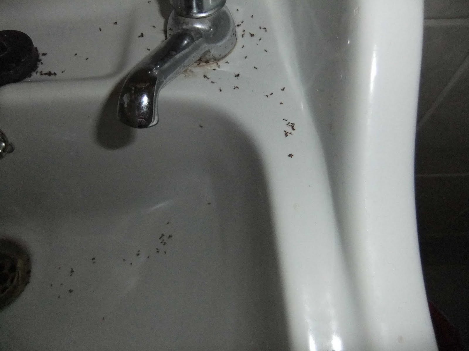 Little black ants in kitchen sink