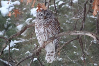 barred owl on an oak