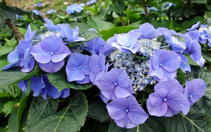 26 陽明山 繡球花 大梯田 竹子湖