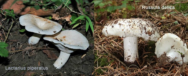 Russula delica και Lactarius piperatus: Δύο είδη που μοιάζουν τόσο πολύ! 