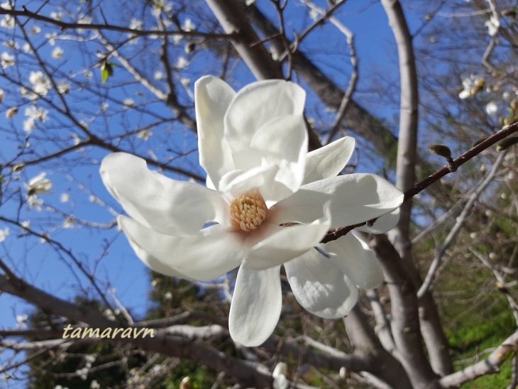 Магнолия Лёбнера (Magnolia × loebneri)