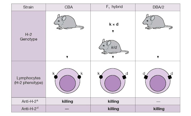 Inheritance and co‐dominant expression of MHC genes