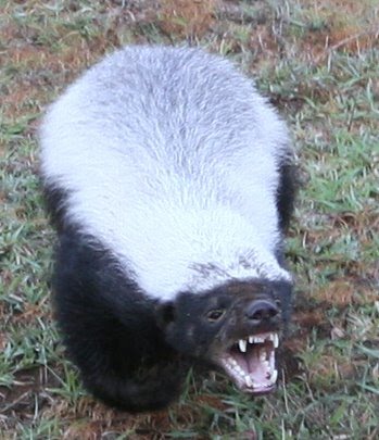 funny honey badger pictures. Honey Badger - Fearlessness