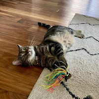 Cat playing with a toy