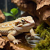 Natural Remedies for Reptile Shedding Issues: A Complete Guide to Healthy Skin Renewal