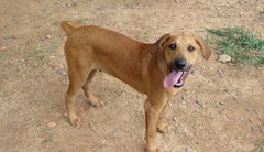 Amendoim