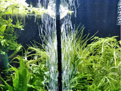 水槽 エアーストーン おすすめ 253628-水槽 エアーストーン おすすめ