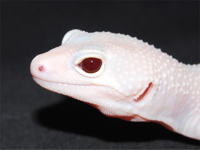 Photo of Diablo Blanco Leopard Gecko