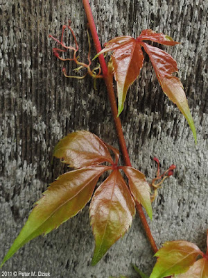 Девичий виноград пятилисточковый (Parthenocissus quinquefolia)