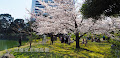 [写真] 芝離宮恩賜庭園の桜