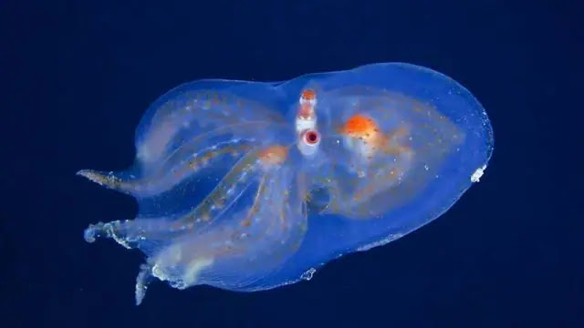 10 weird creatures found in the Mariana Trench