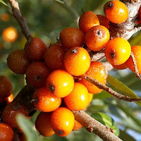 seabuckthorn