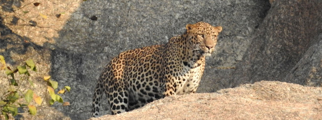  Varawal Leopard Camp